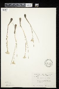 Allium textile image