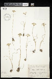 Allium textile image