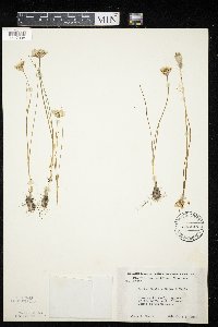 Allium textile image