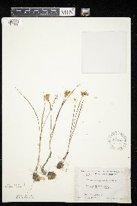 Allium textile image