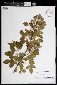 Rubus superioris image