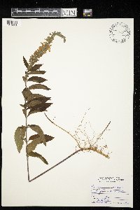Teucrium canadense image