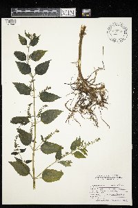 Image Associated With the Occurrence