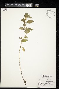 Lycopus virginicus image