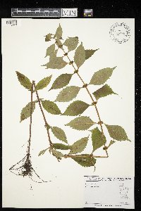 Lycopus virginicus image