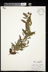 Hypericum ascyron subsp. pyramidatum image