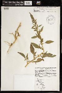 Amaranthus hybridus image