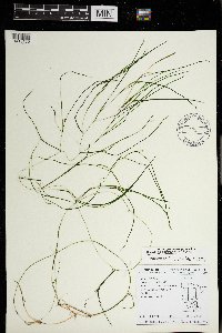 Stuckenia pectinata image