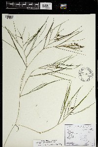 Stuckenia pectinata image