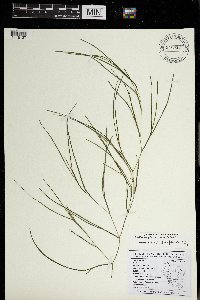 Stuckenia pectinata image