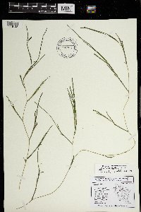 Stuckenia pectinata image