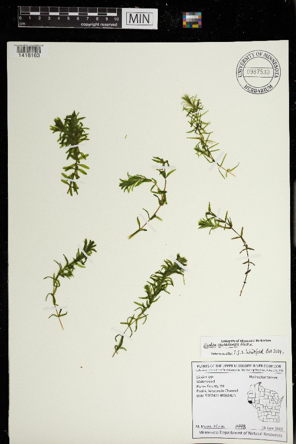 Elodea canadensis image