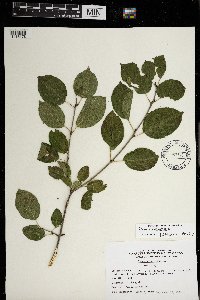 Rhamnus cathartica image