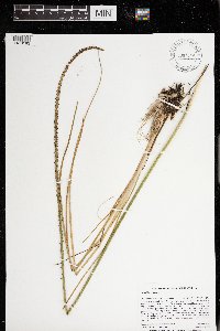 Triglochin maritima image