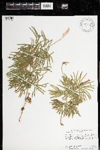 Diphasiastrum digitatum image