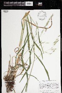 Bromus pubescens image