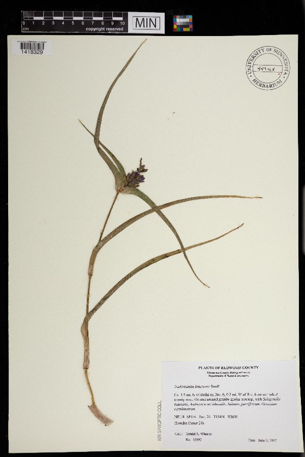 Tradescantia bracteata image