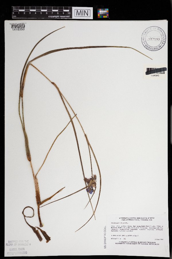 Tradescantia ohiensis image