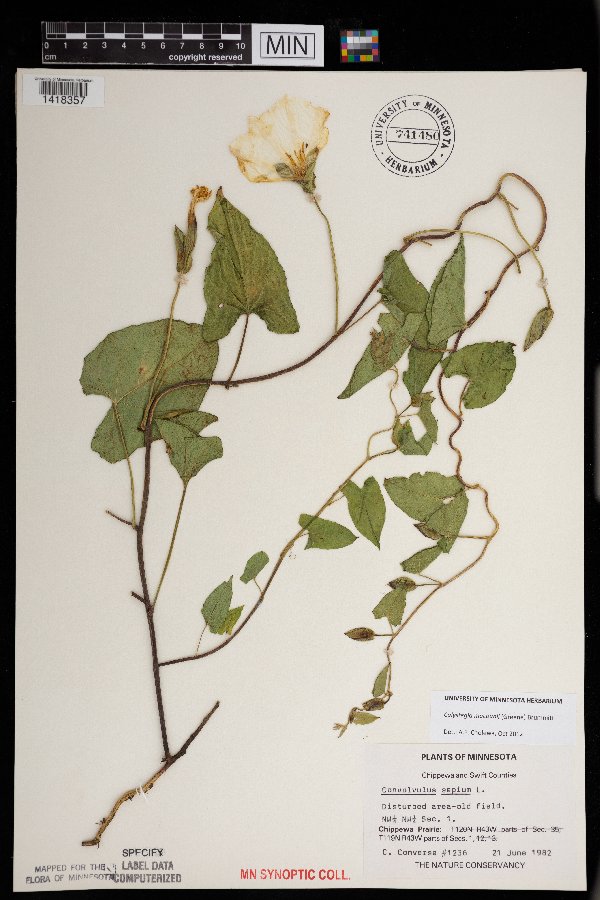 Calystegia macounii image