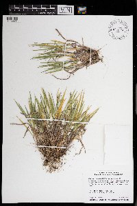 Dichanthelium linearifolium image