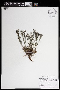 Houstonia longifolia image