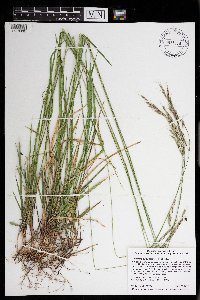 Schizachne purpurascens image