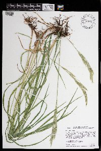 Bromus inermis image