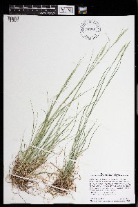 Danthonia spicata image