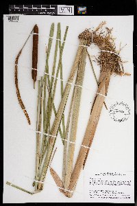 Typha angustifolia image