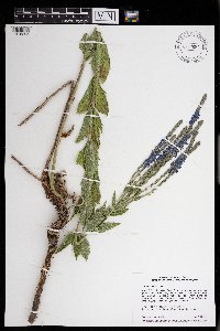 Verbena stricta image