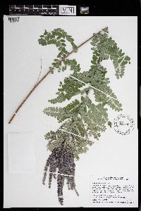 Amorpha canescens image
