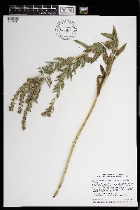 Onosmodium bejariense image