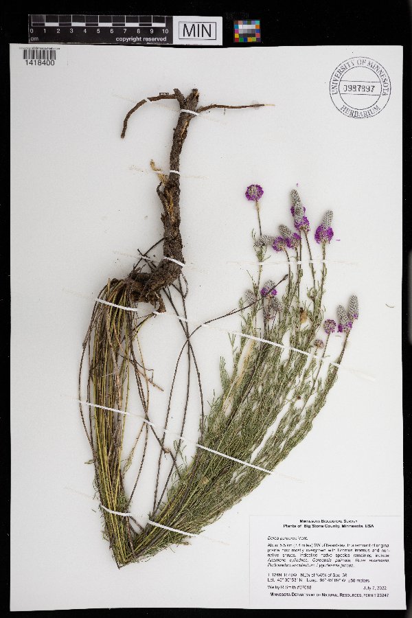 Dalea purpurea image