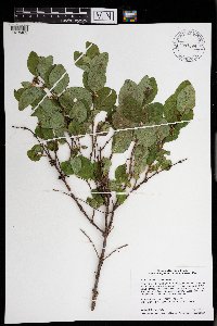 Symphoricarpos occidentalis image
