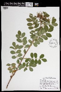Rosa arkansana image