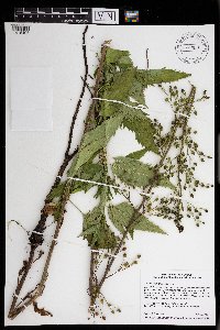 Scrophularia lanceolata image