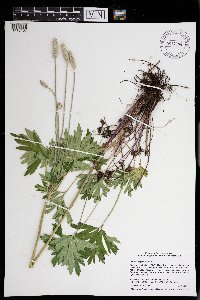 Anemone cylindrica image