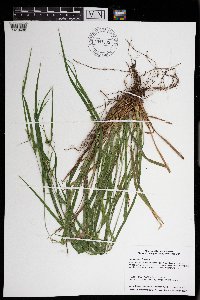 Carex grisea image