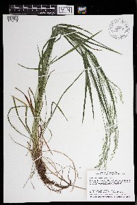 Festuca subverticillata image