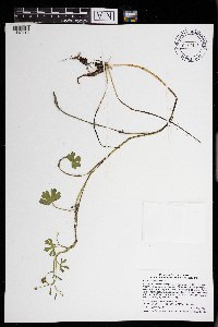Ranunculus gmelinii image