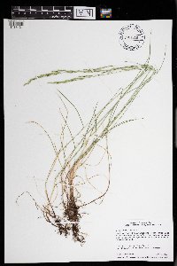 Festuca rubra image