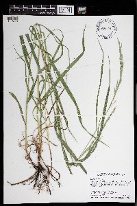 Bromus inermis image