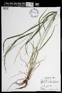 Festuca subverticillata image