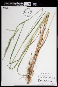 Calamagrostis canadensis image