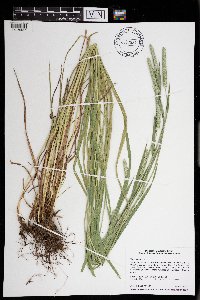 Phleum pratense image