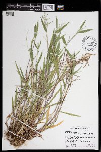 Dichanthelium oligosanthes image