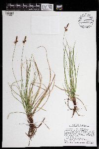 Carex inops image