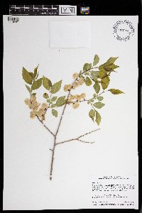 Ulmus pumila image