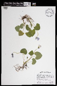 Viola sororia image