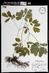 Caulophyllum thalictroides image